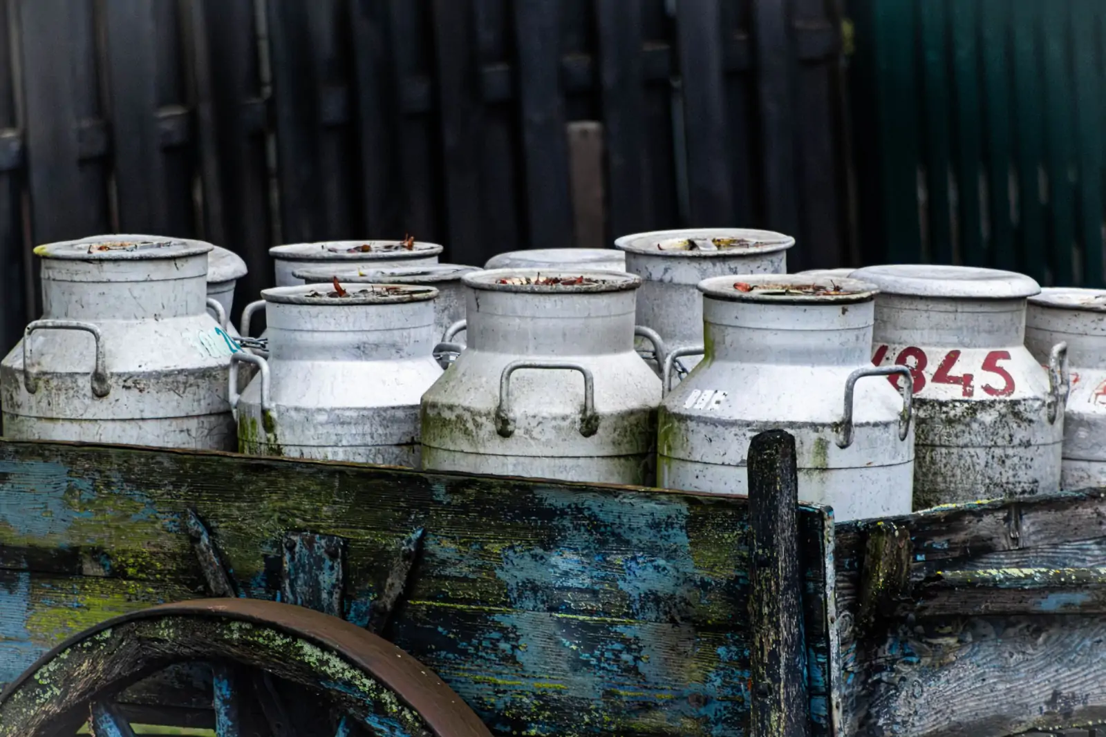 Aluminium milk cans lined up on a cart at a milk collection point